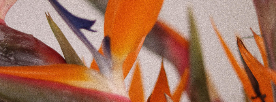 ¿Ya probaste usar flores exóticas en tus diseños?
