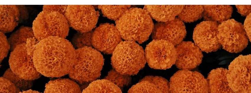 El poder del cempasúchil no termina el 2 de noviembre