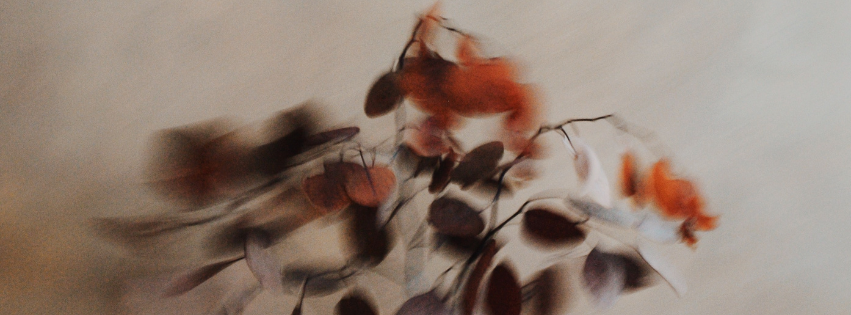 Flores para decorar en Acción de Gracias